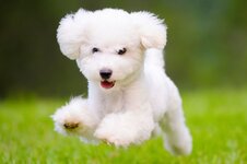 Fluffy-White-dog.jpg