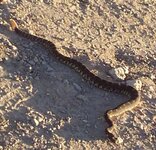 Black Rattlesnake.jpg