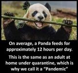 Panda feeds for 12 hours aday.jpg