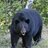 PDX Bear