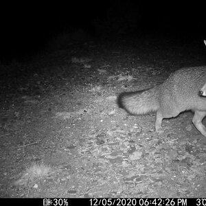 Nighttime Gray Fox.JPG